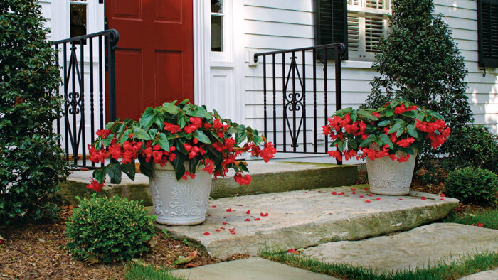 planting a pot with one plant