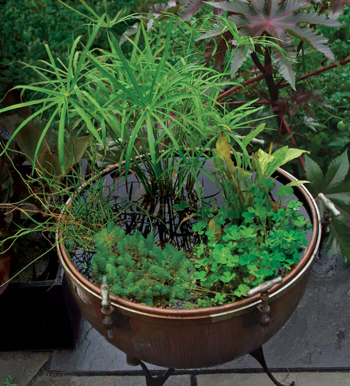 water garden in a pot