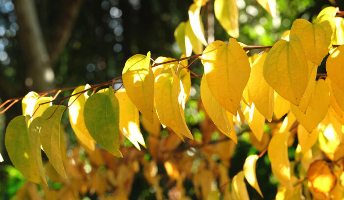 trees with fall color