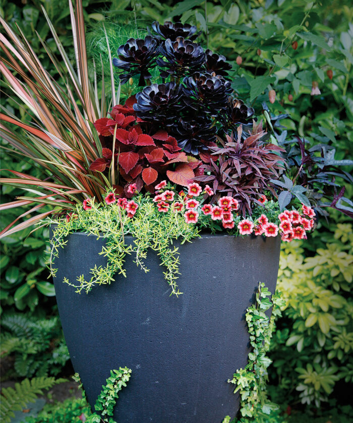 StandOut Designs for StandAlone Containers Part 1 FineGardening