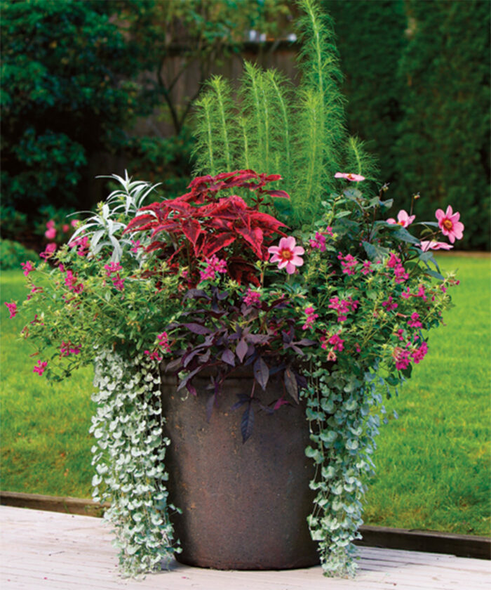 Stand-Out Designs for Stand-Alone Containers: Part 1 - FineGardening