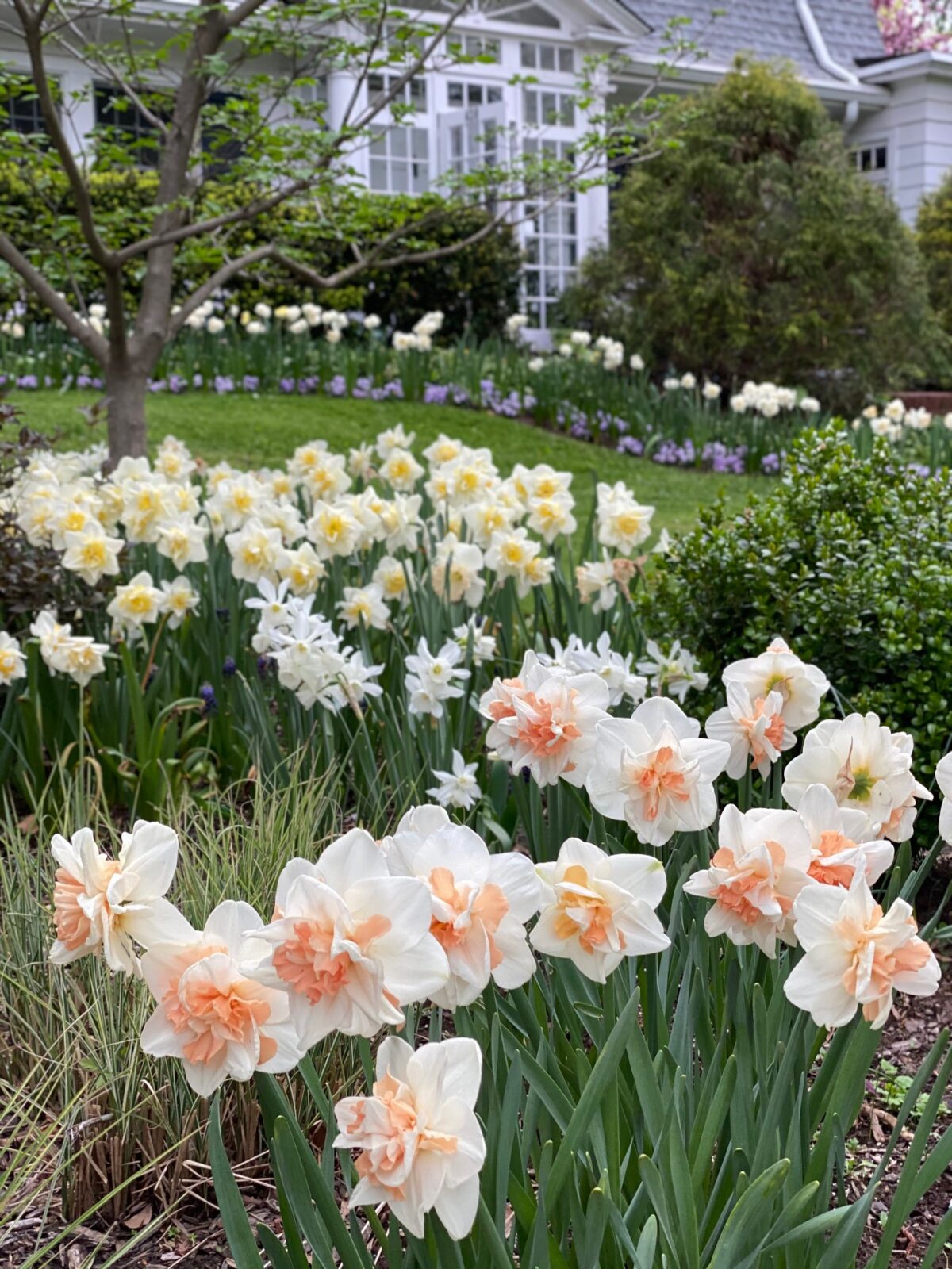 Yuliya’s New Jersey Garden Fine Gardening