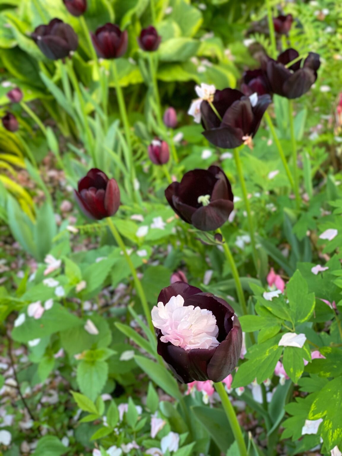 Yuliya’s New Jersey Garden Fine Gardening