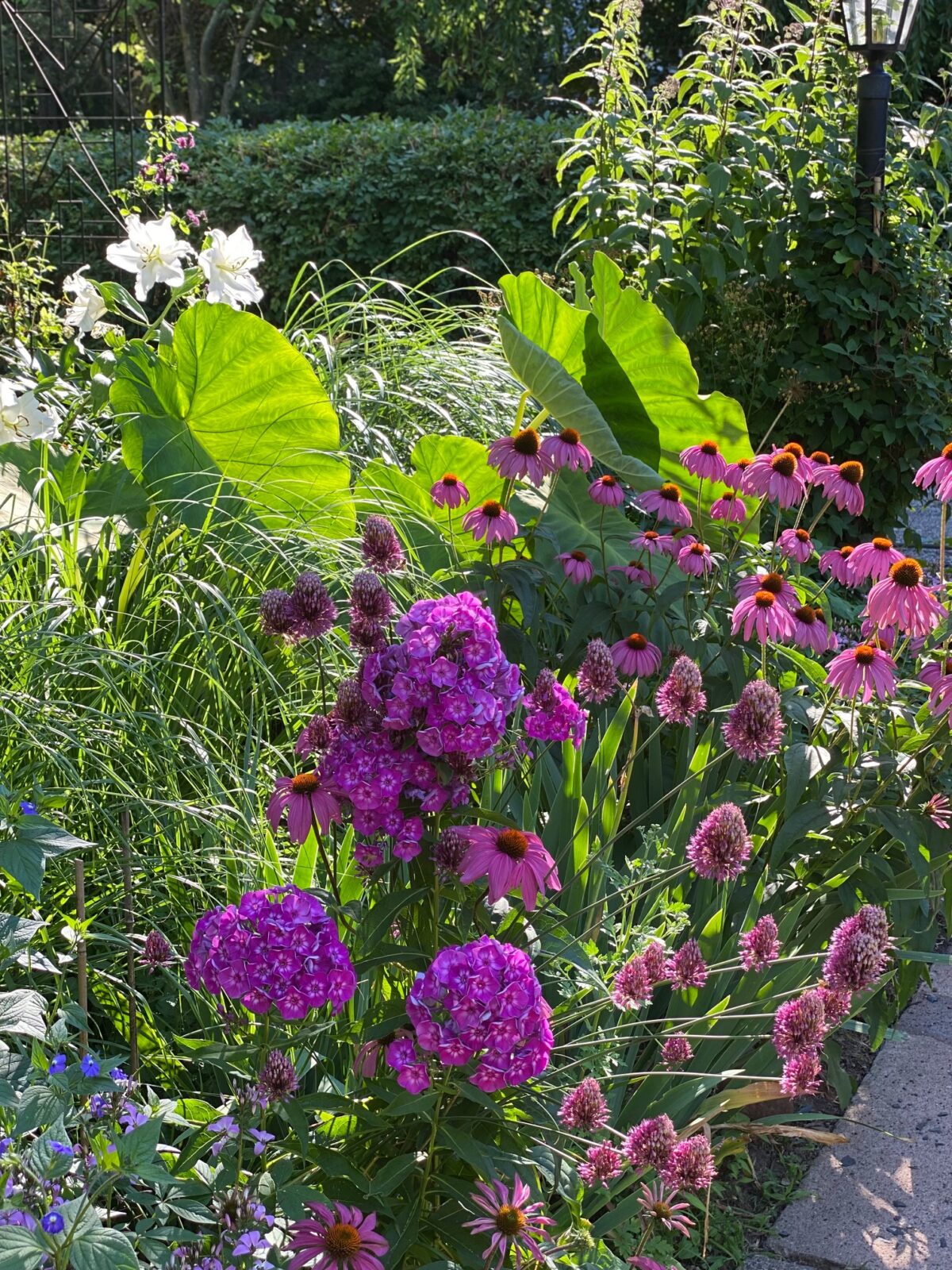 Yuliya s New Jersey Garden Fine Gardening yuliya-s-new-jersey-garden-fine-gardening
