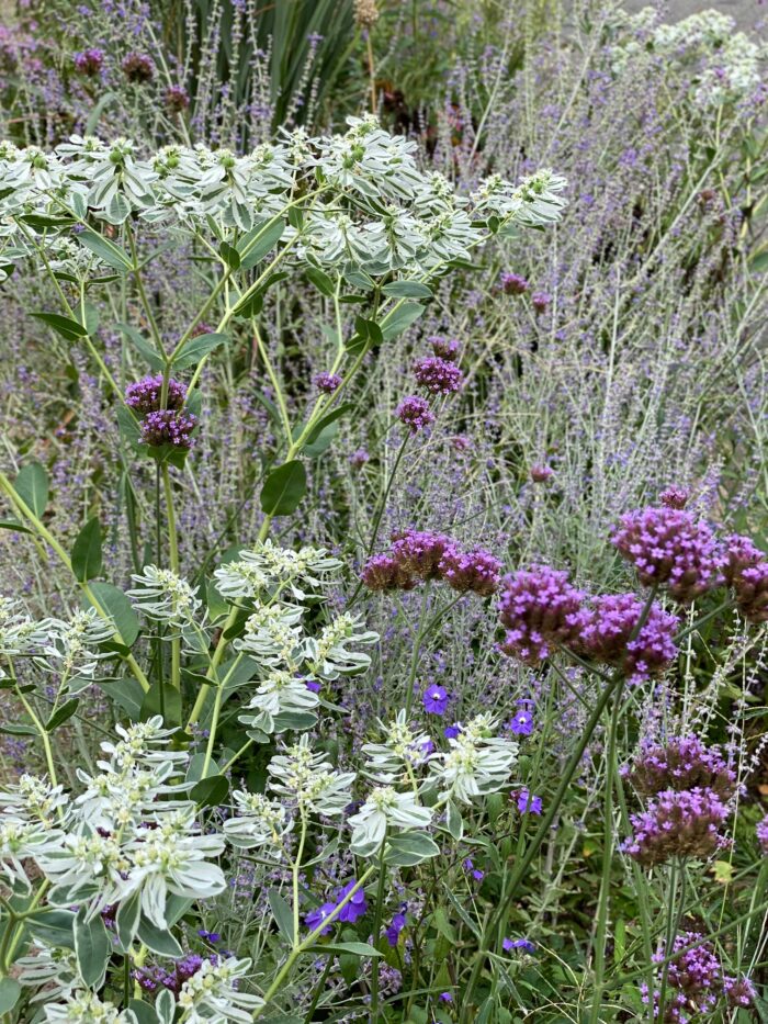 close up of planting with white and purple flowers