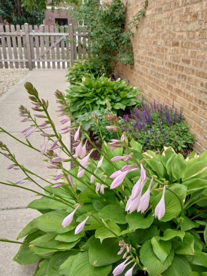 close up of hosta with pink flowers