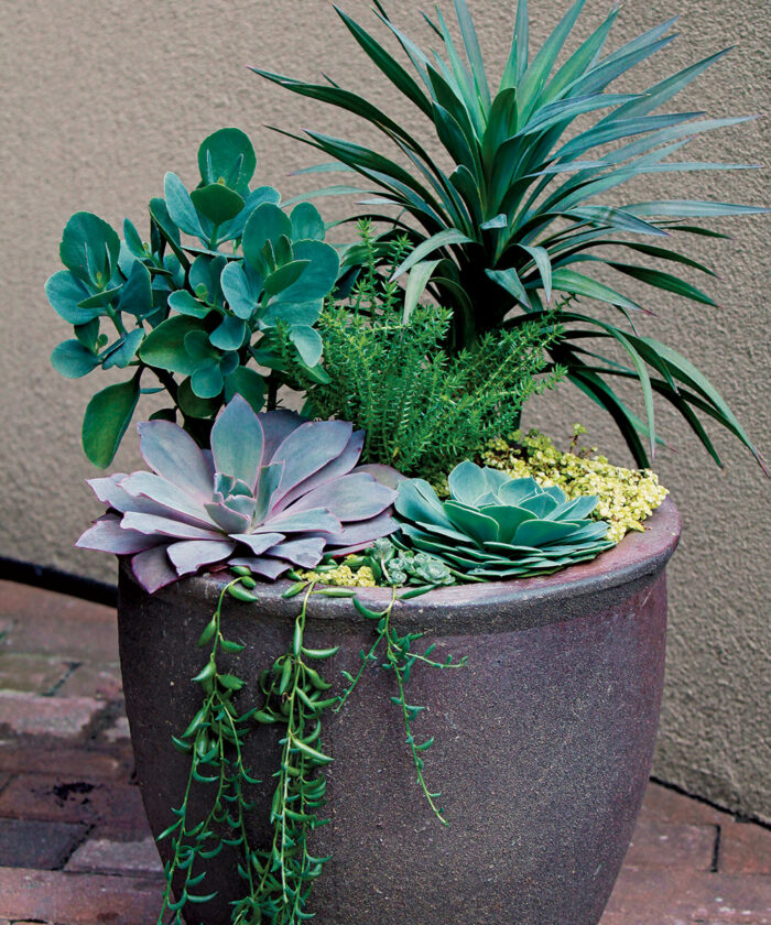 Stand-Out Designs for Stand-Alone Containers: Part 2 - FineGardening