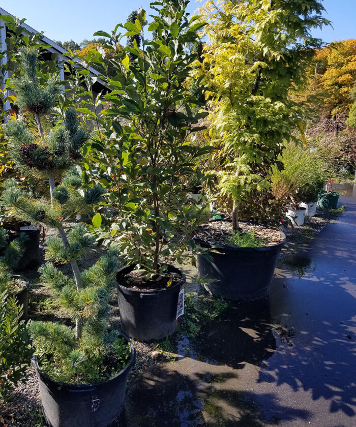 trees in pots at a nursery