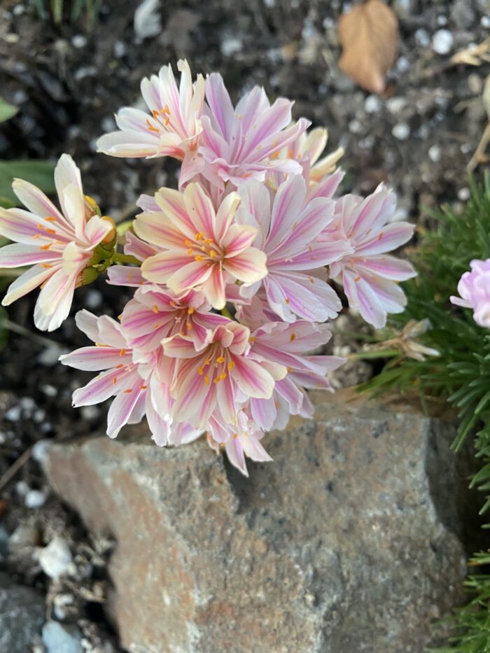 close up of lewisia flowers