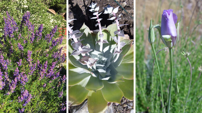 native plants for southern california