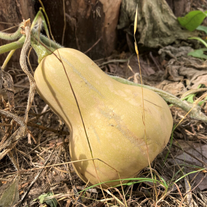 almost ripe butternut squash