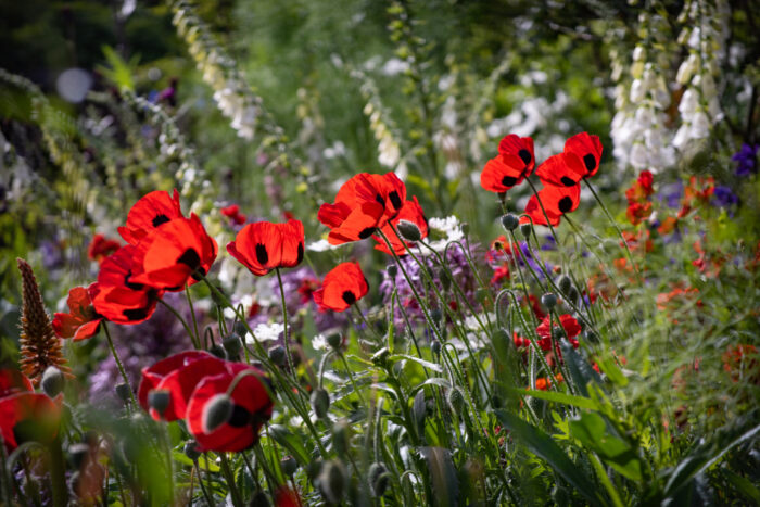 bright red poppy flowers in the sun