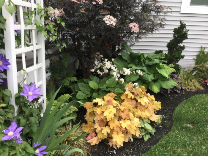 border garden bed with orange heuchera and dark elderberry