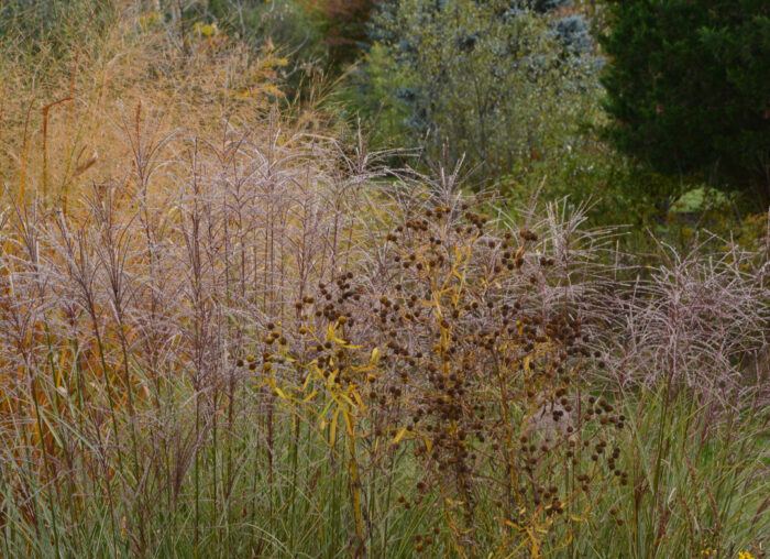 brown ornamental grasses and perennials in fall