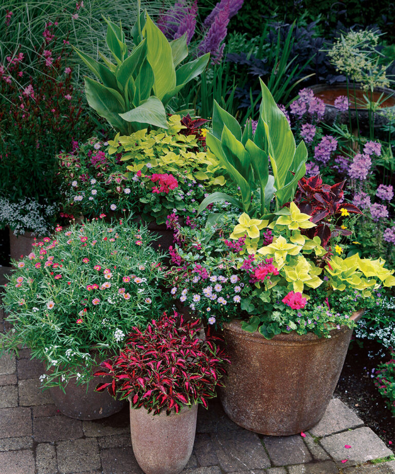 Great Designs for Container Groupings - Fine Gardening