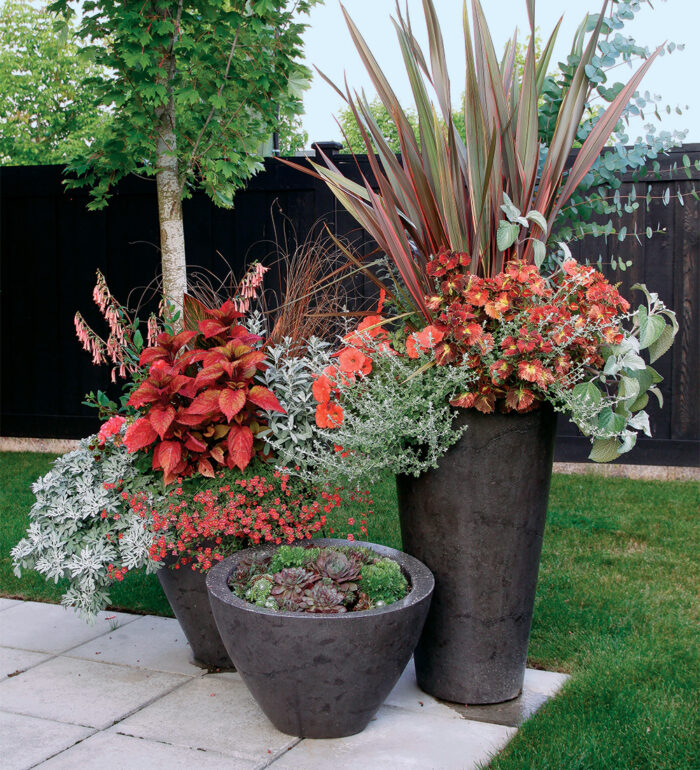 Great Designs for Container Groupings Fine Gardening