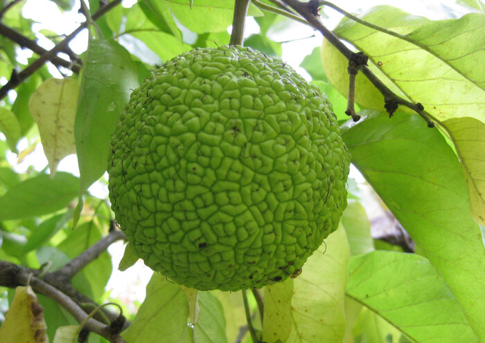 Osage Orange