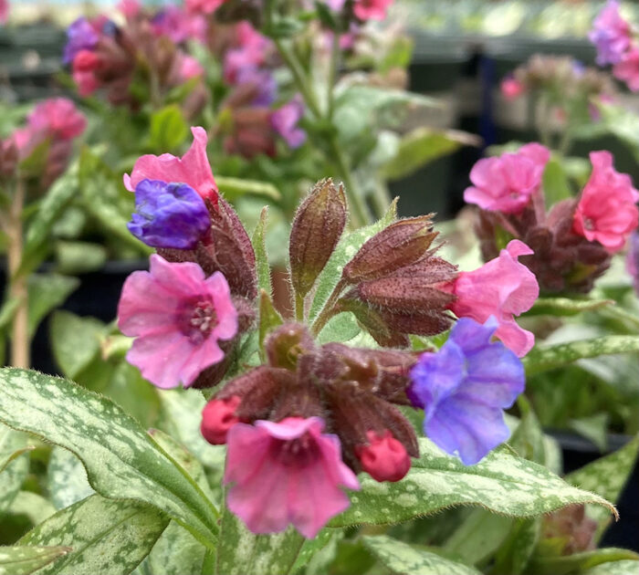 close up of Lungwort flowers