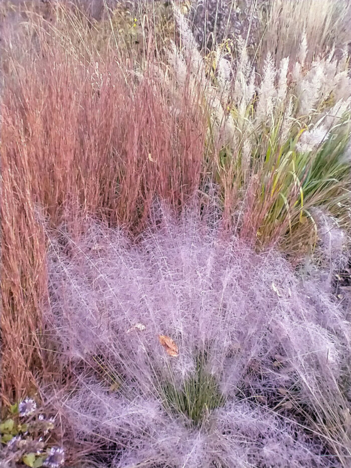 close up of pink ornamental grasses