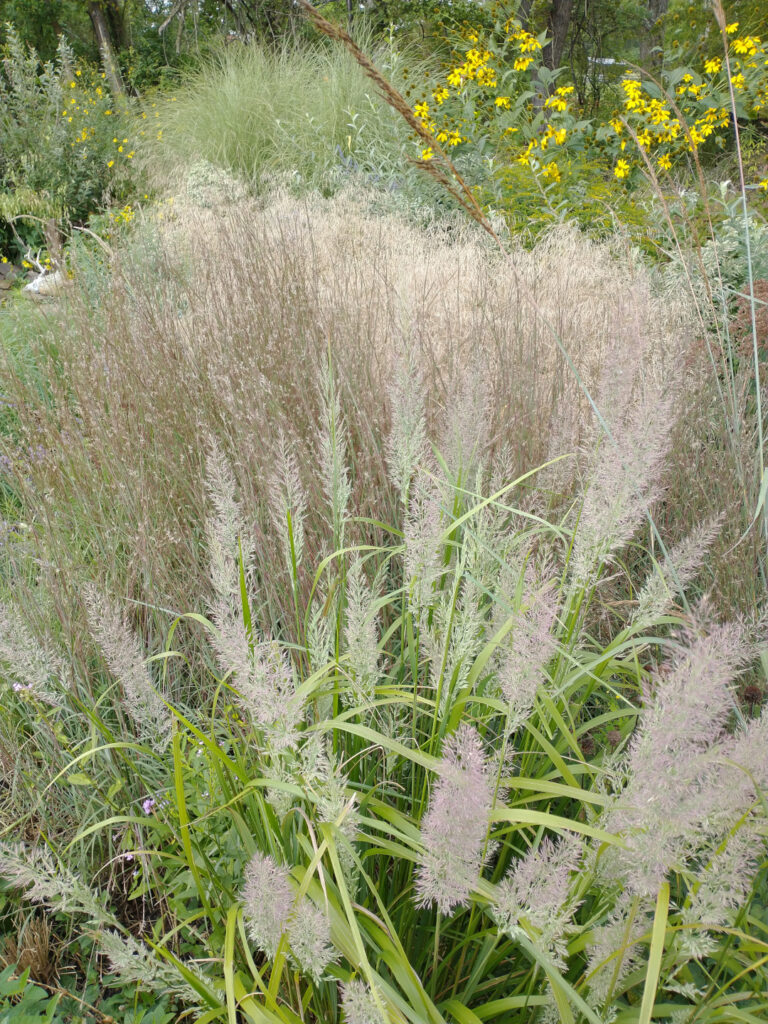 Grasses and Other Fall Beauties - Fine Gardening