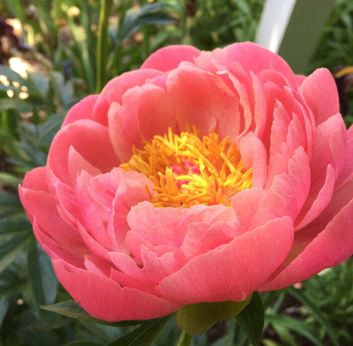 close up of bright pink peony