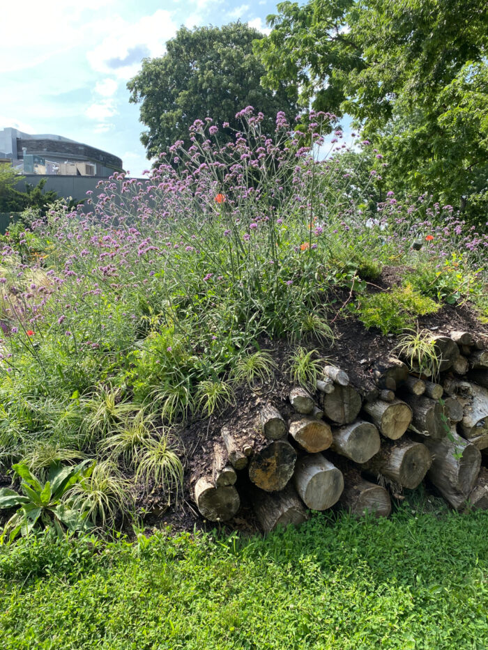 view of exposed logs in the hugel bed with purple flowers on top