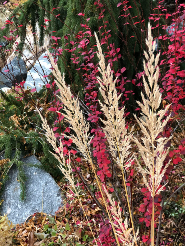 ornamental grass plumes in front of red foliage