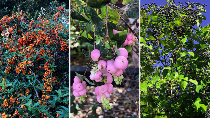 shrubs with berries