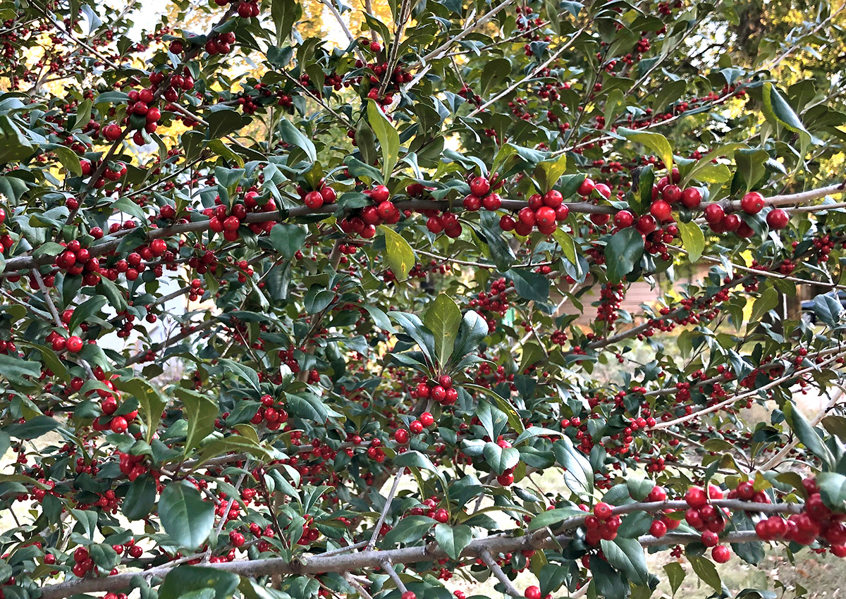 Our Essential Guide to Decorative Winter Berries (Plus A Few