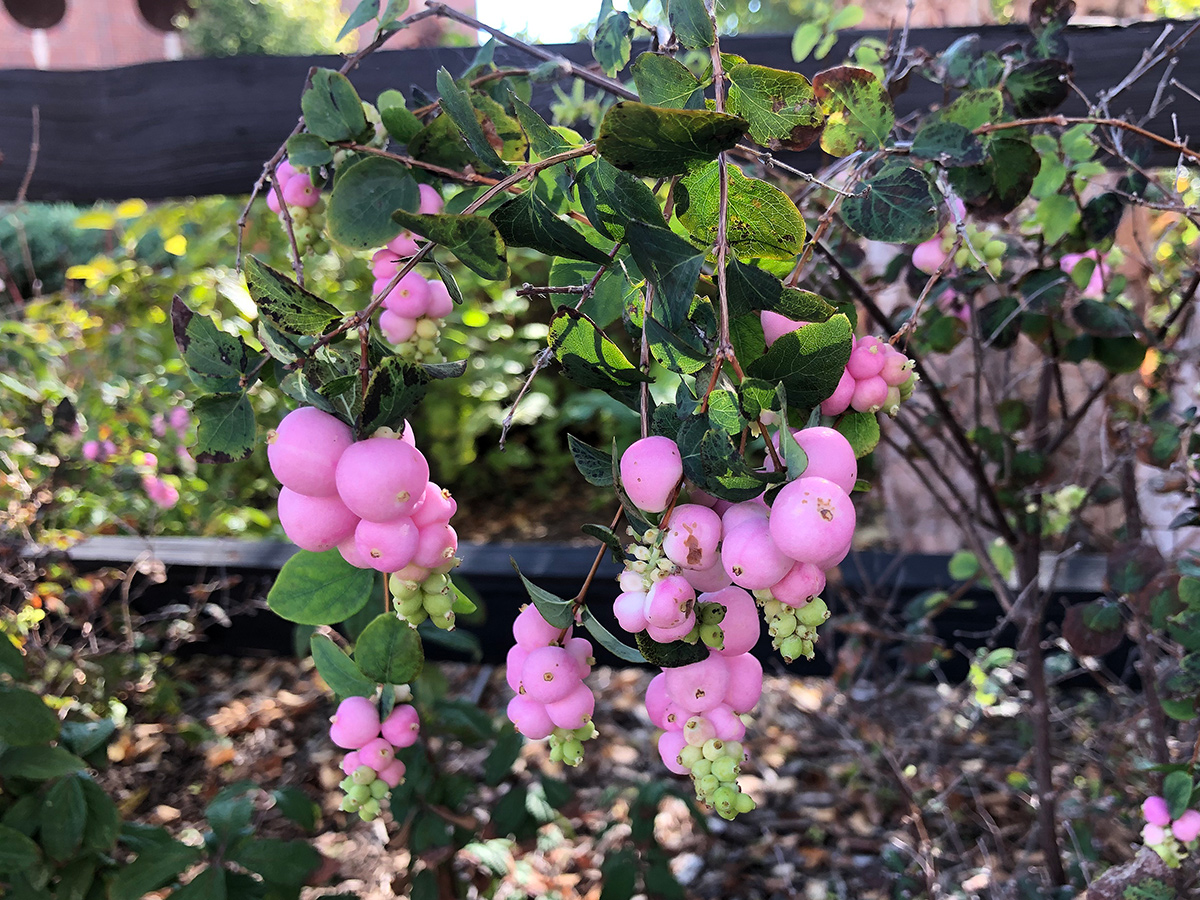 Hardy Shrubs With Showy Berries - FineGardening