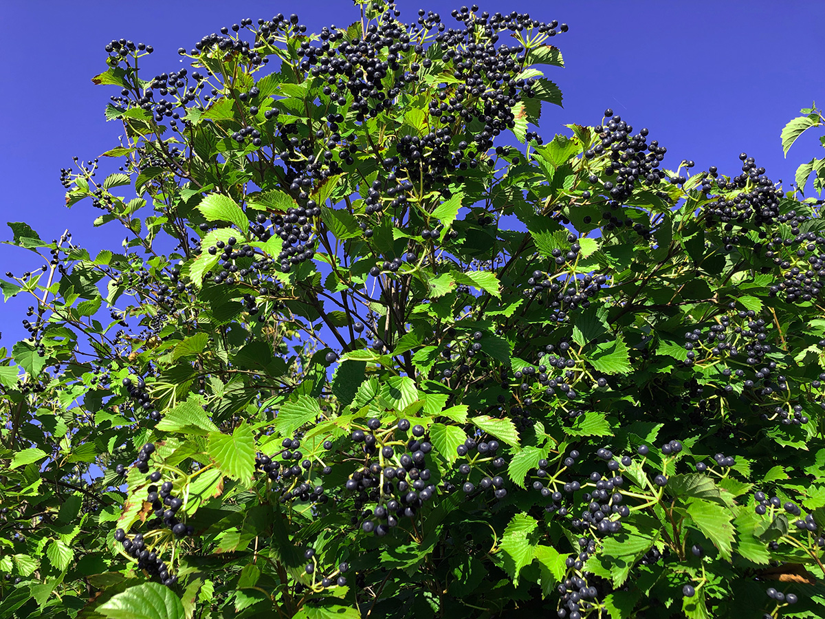 Image of Autumn Jazz Viburnum in a winter scene