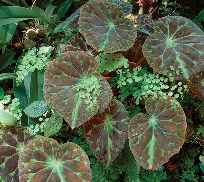 fine foliage to separate larger leaves