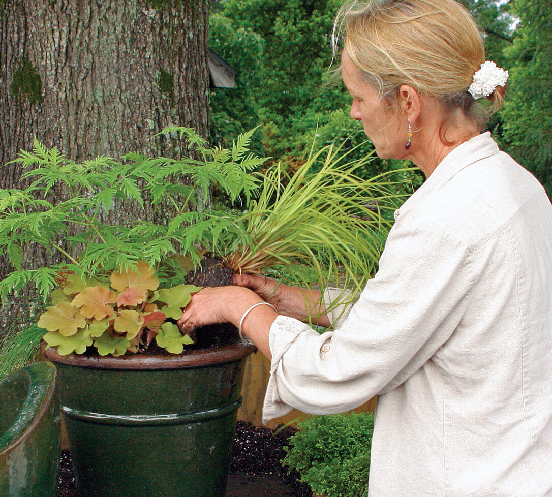 adding an ornamental grass to a container