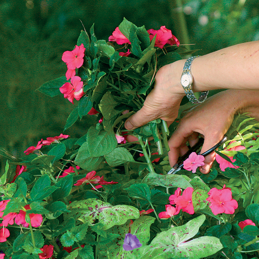 trimming plants