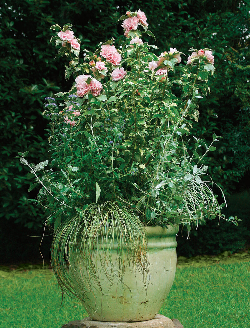 Sugar Tip® rose of Sharon plant container