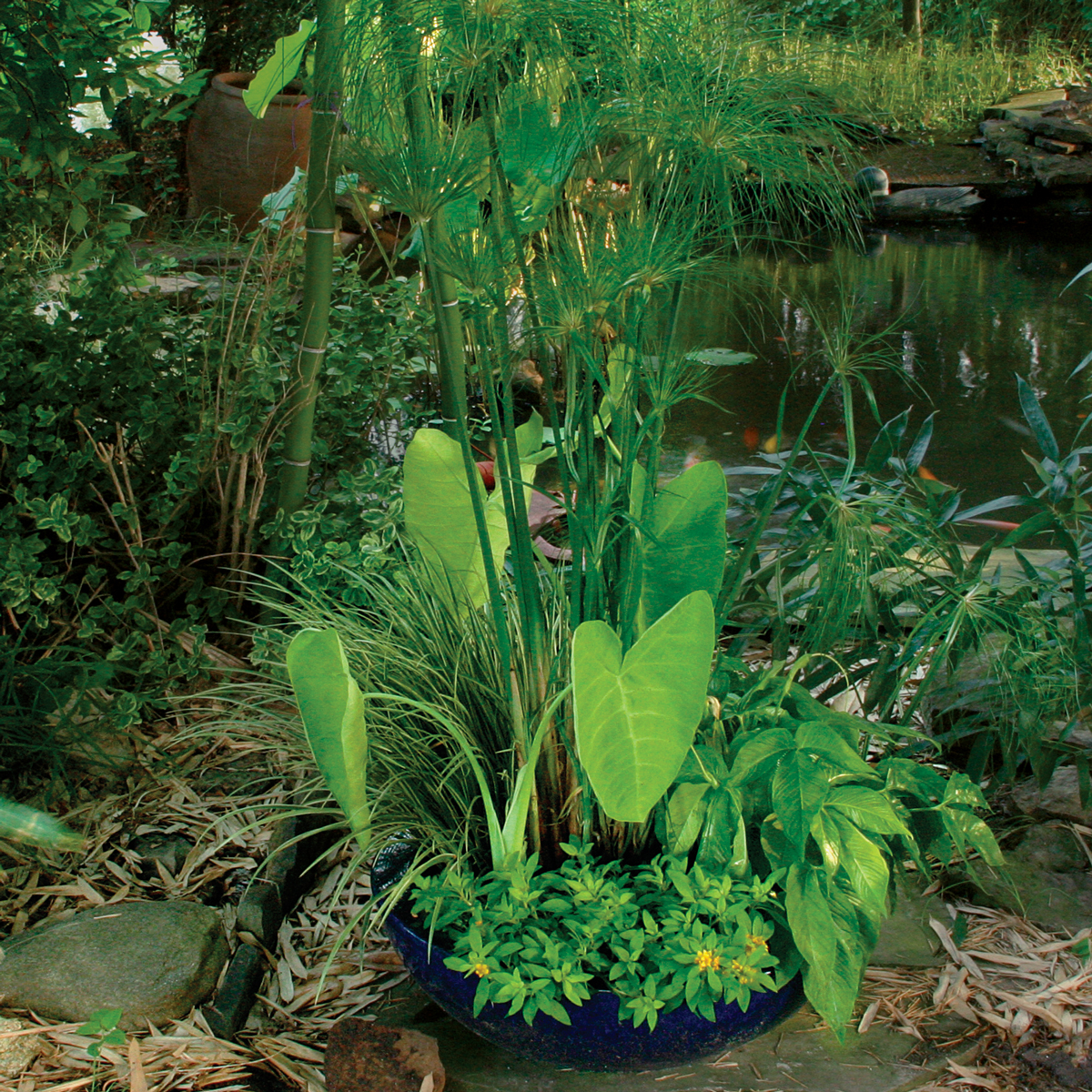 water-loving plant containers