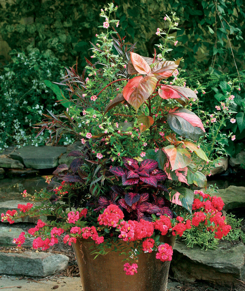 Chocolate and Cherries plant containers