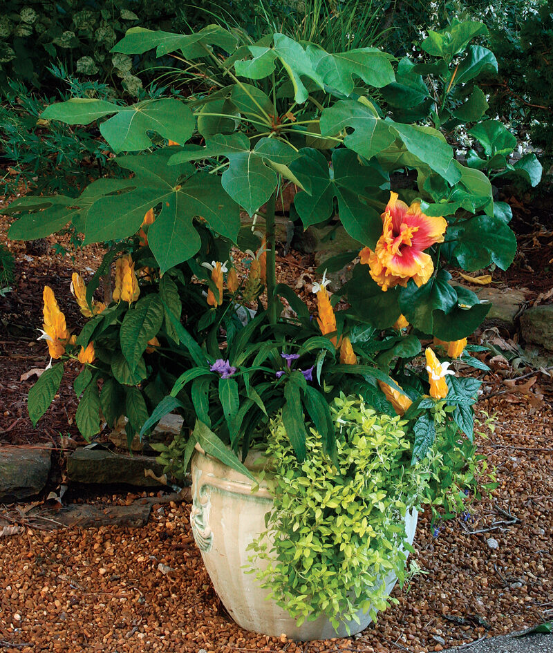 hibiscus and golden shrimp plant plant container