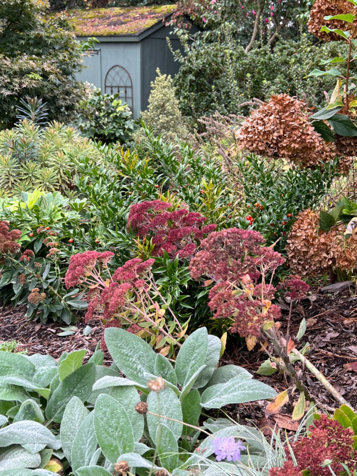 Fall Joy - Fine Gardening