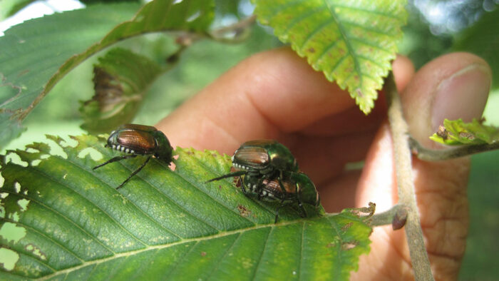 japanese beetles on a leaf