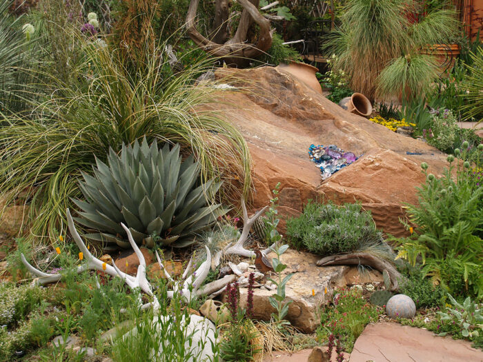 agaves in a southwest garden