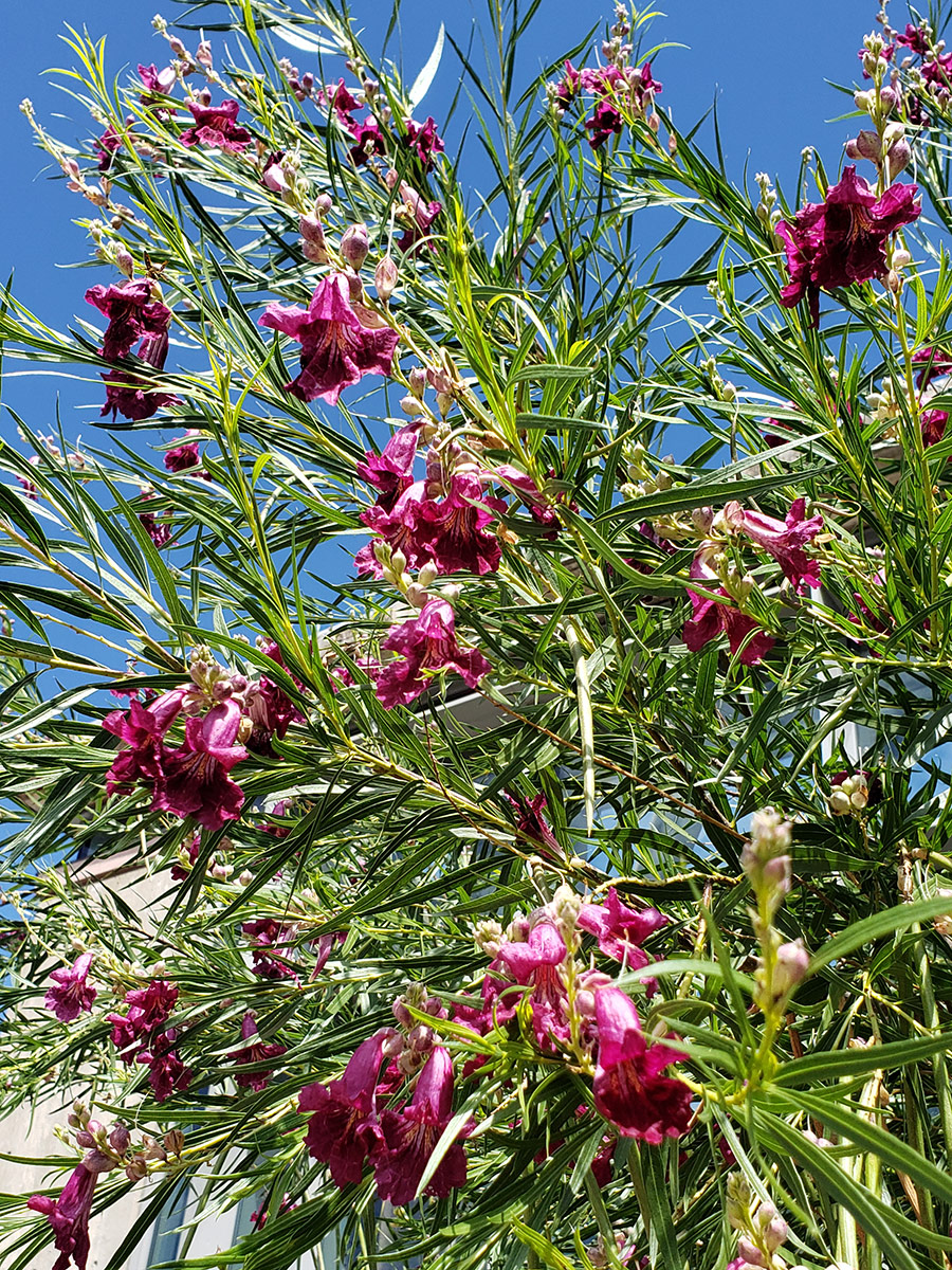 Desert Rose for the Southwest - FineGardening