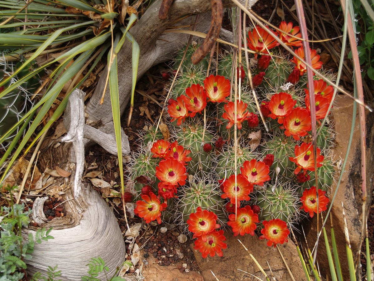 7 native plants for winter flowers in Tucson