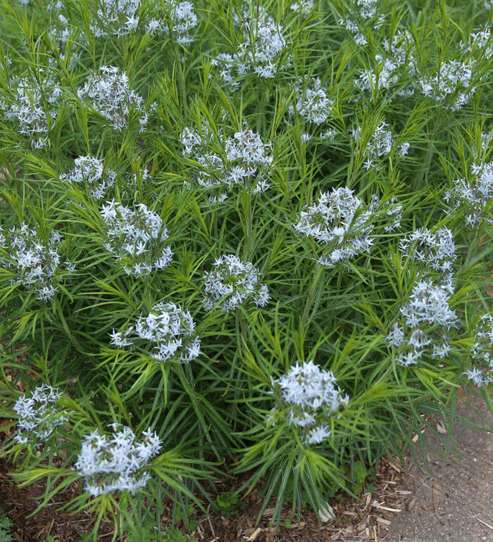 close up of blue bluestar flowers