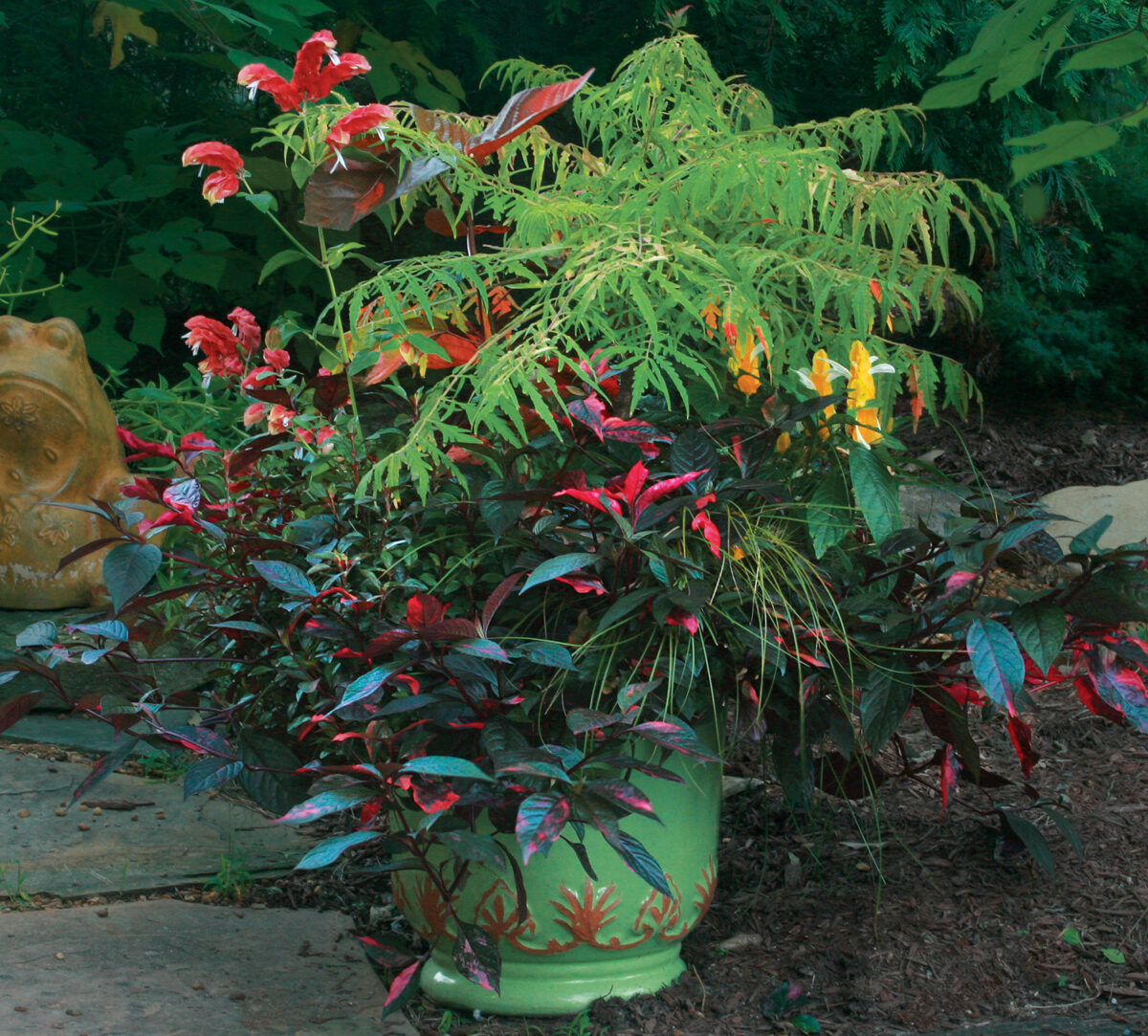 Tiger Eyes™ sumac plant container