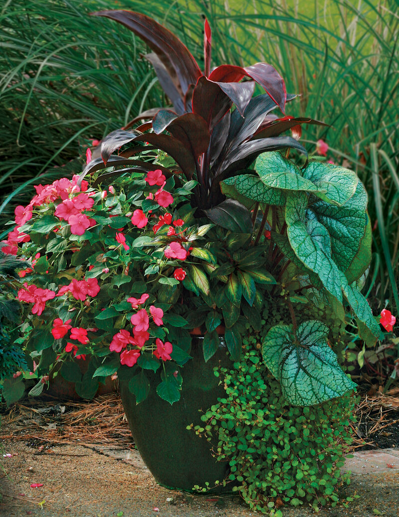 vine and begonia plant container