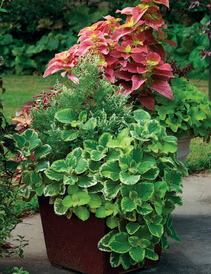 conifer and oregano mix plant container