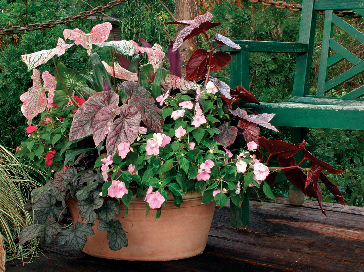 Begonias and 'Silver Scrolls’ heuchera container