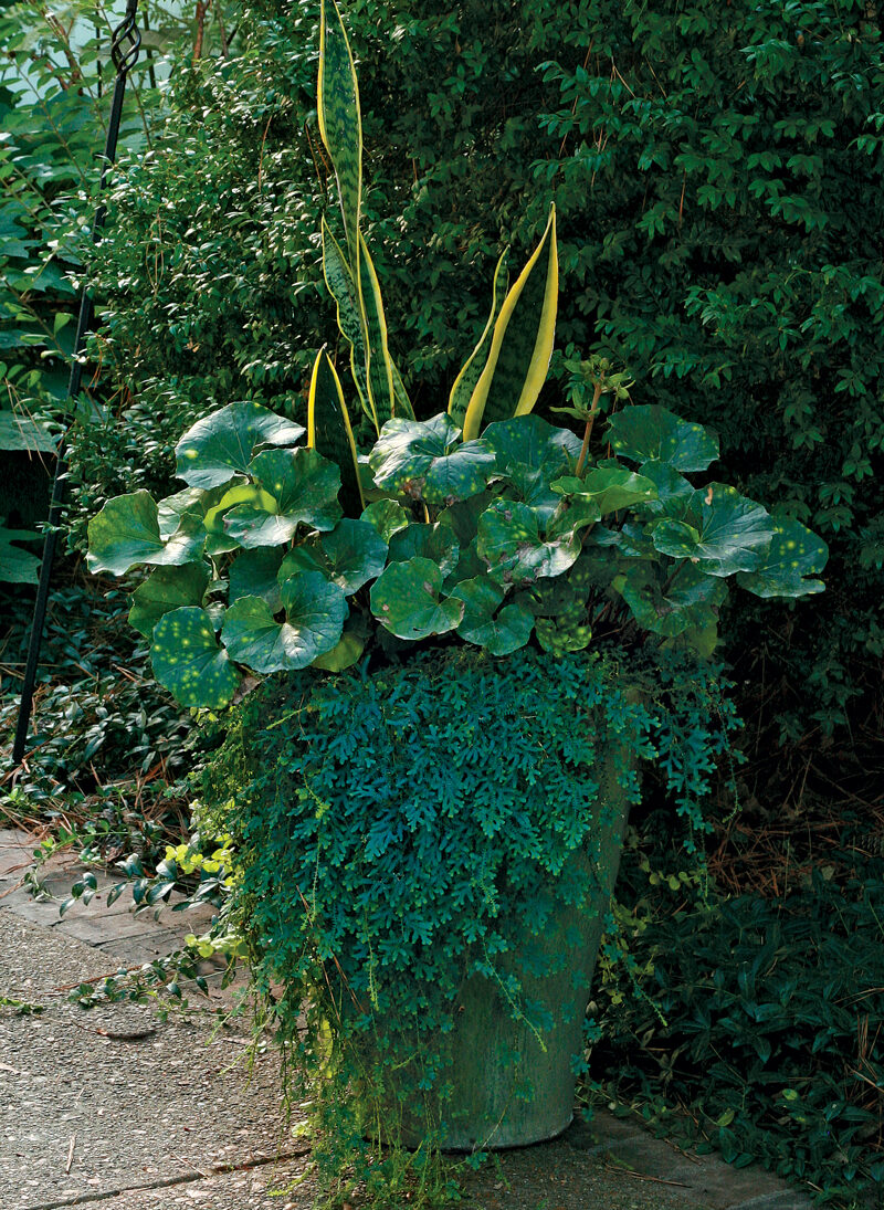 spotted leopard plant plant container