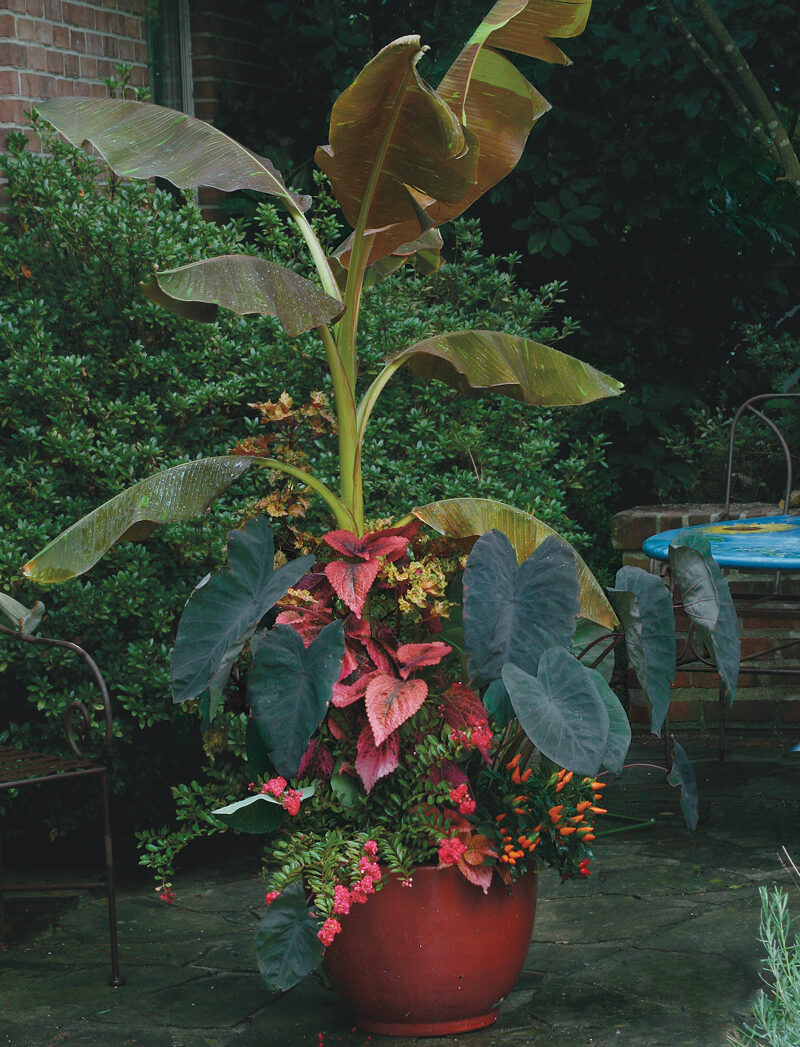 ‘Siam Ruby’ banana and ‘Black Magic’ elephant’s ear plant container